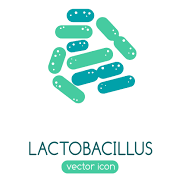 Lactobacillus